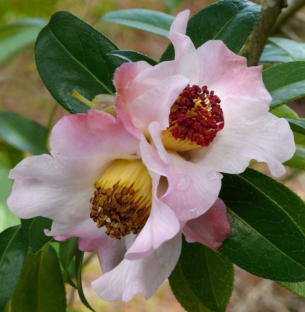 معرفی و راهنمای پرورش درختان میوه - کاملیا پیتاردی